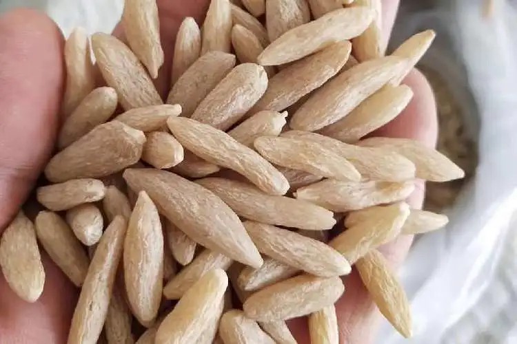 麦冬的栽培技术