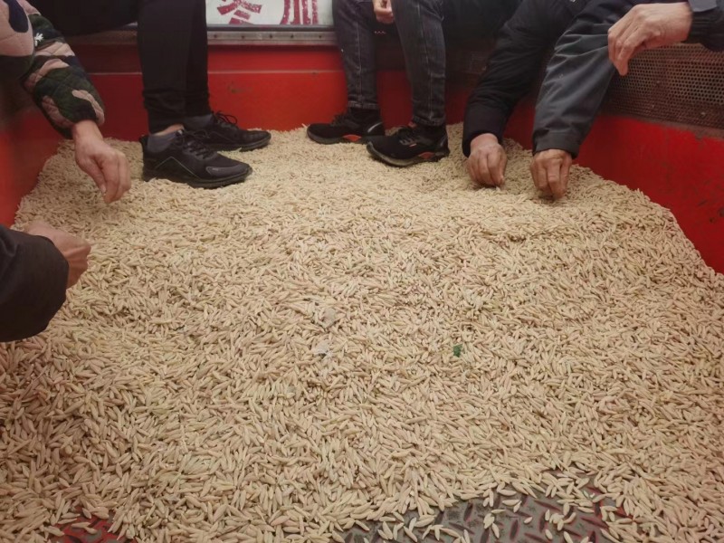 麦冬收购